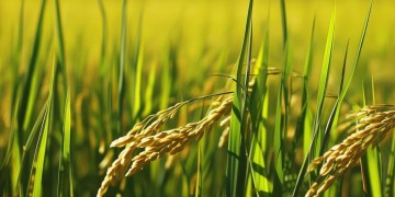 稻米稻米是什么对应的英文歌究竟是哪首？