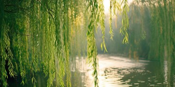 绿柳写了一个什么驿的歌？